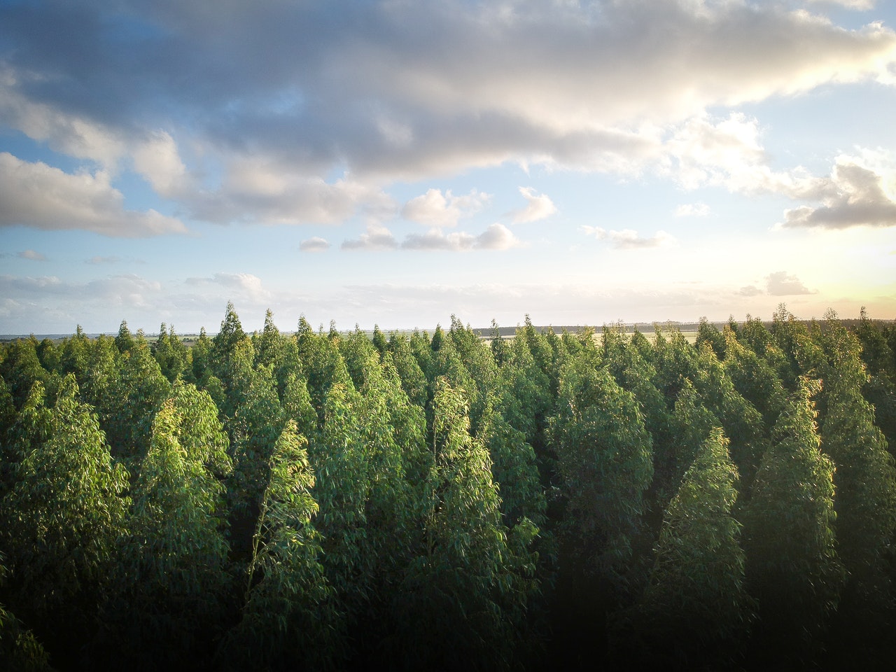 Planting forests for sustainable development